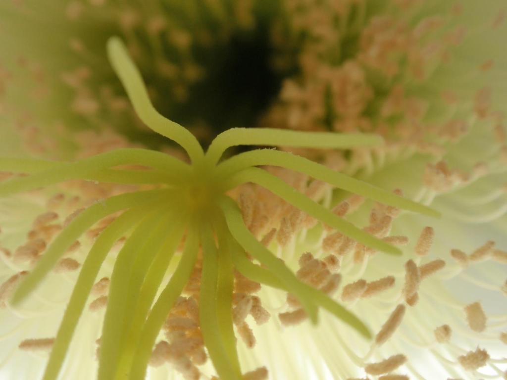 Wharepuke Subtropical Accommodation كيريكيري المظهر الخارجي الصورة