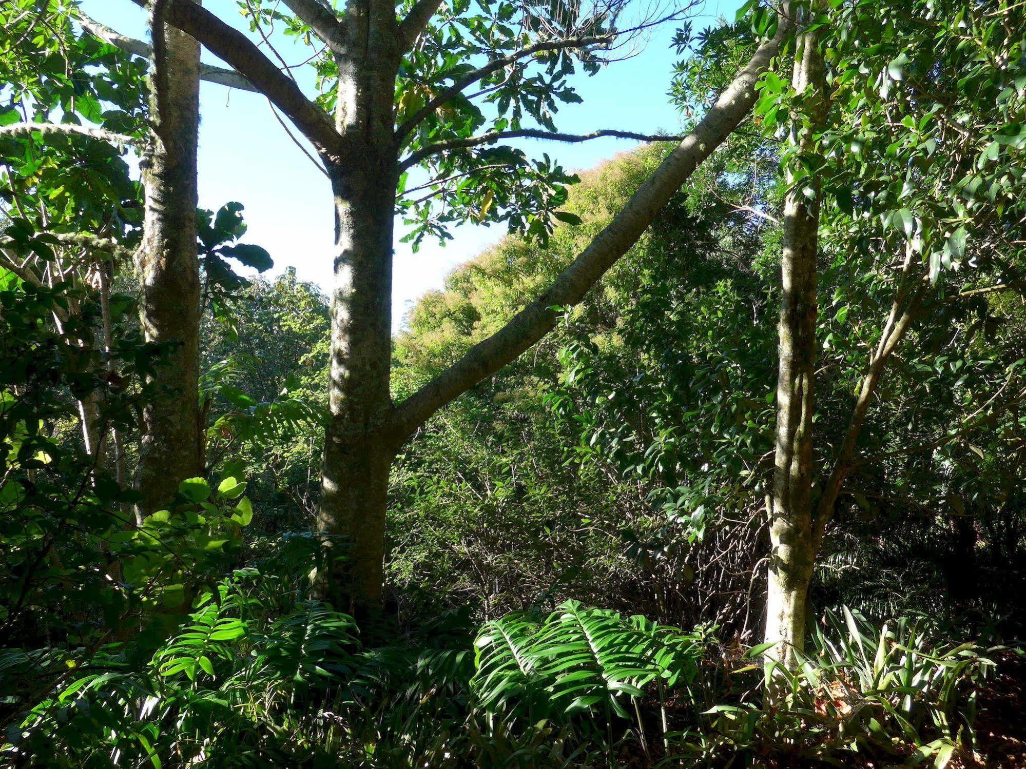 Wharepuke Subtropical Accommodation كيريكيري المظهر الخارجي الصورة