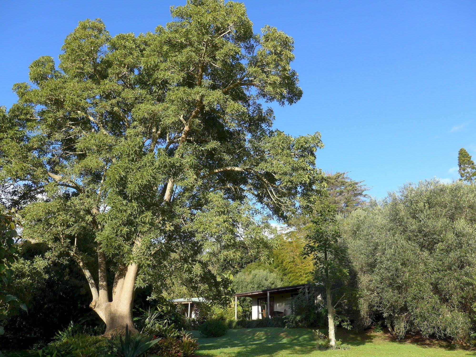 Wharepuke Subtropical Accommodation كيريكيري المظهر الخارجي الصورة